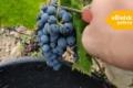 Winobranie 2026 Francja