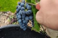 Winobranie 2026 Francja