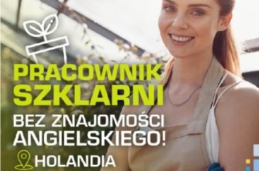 Pracownik szklarni ? BEZ ZNAJOMOŚCI JĘZYKA ANGIELSKIEGO