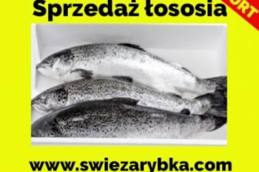 Sprzedaż łososia polskiego hurt