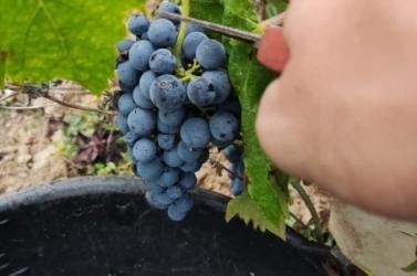 Winobranie 2026 Francja