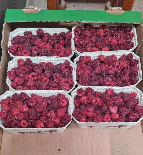Maliny ekologiczne z prywatnej uprawy. Słodkie, pyszne