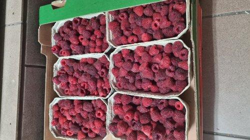 Maliny ekologiczne z prywatnej uprawy. Słodkie, pyszne