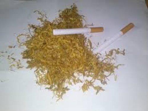 tytoń gotowy do palenia
