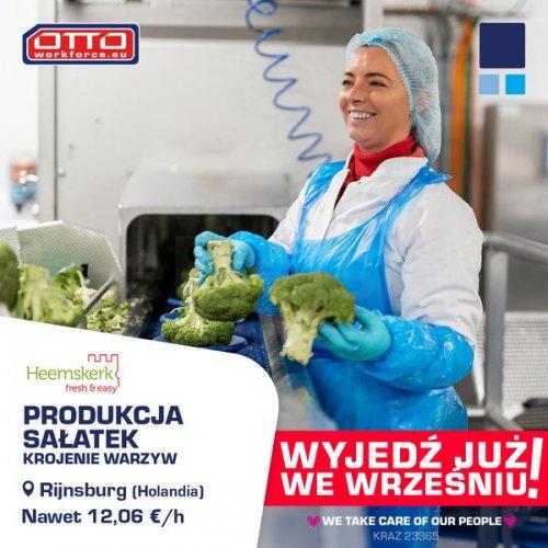 Produkcja i pakowanie sałatek - Holandia