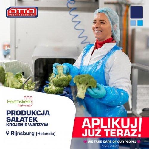 PRACA W HOLANDII  -  Produkcja i pakowanie sałatek