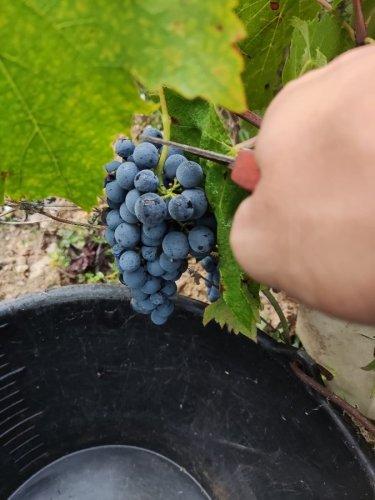 Winobranie 2026 Francja - Ogłoszenie Bielsk Podlaski | eBielsk.pl